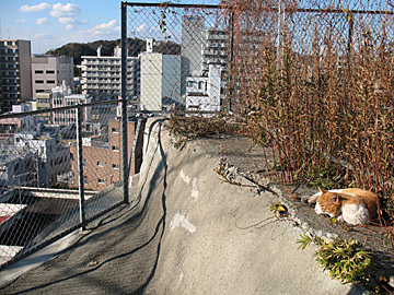 大勝利山へ6.jpg